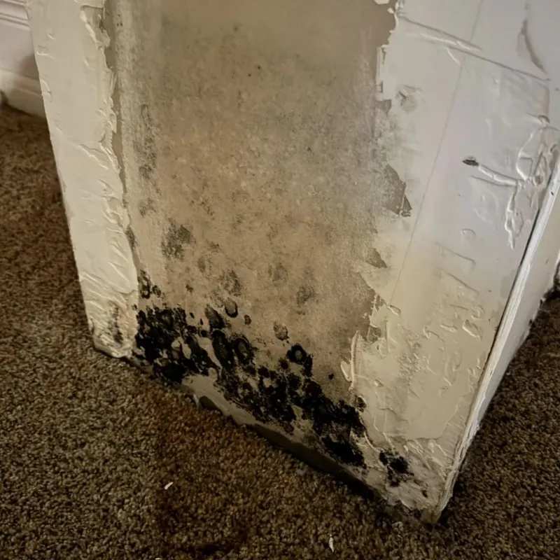 Professional Mold Removal in Kinston, NC